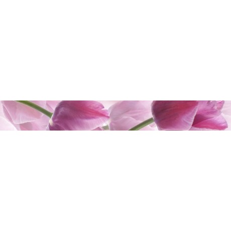 Tulipa Listwa 6,5x50